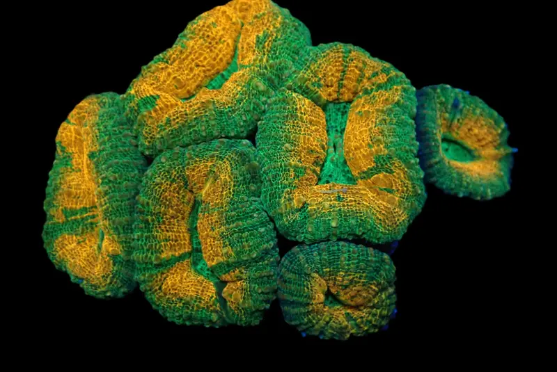 Lobophyllia sp. (Grafted) (L)