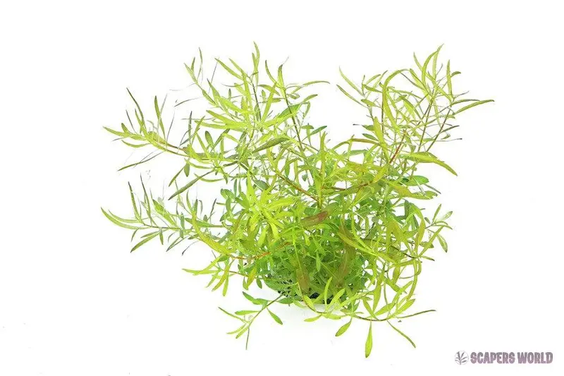 Ludwigia arcuata