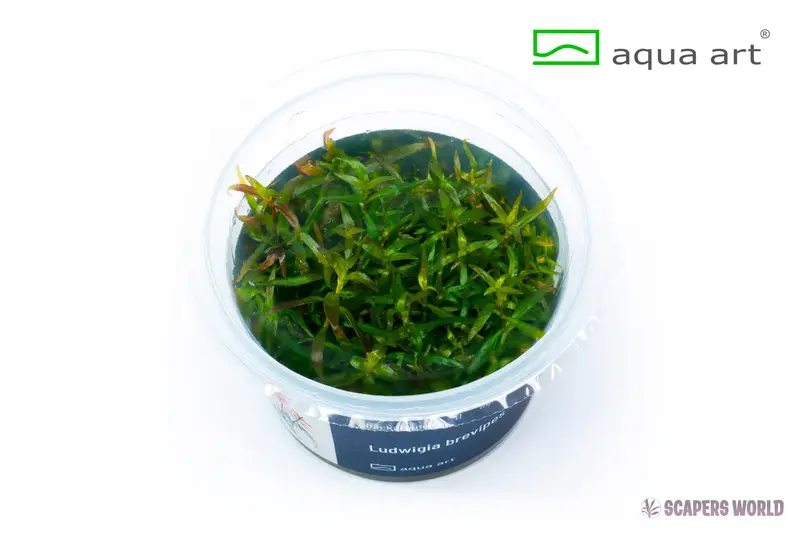 Ludwigia brevipes