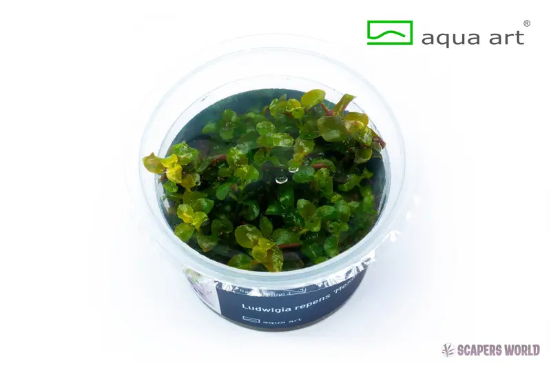 Ludwigia repens Mesakana