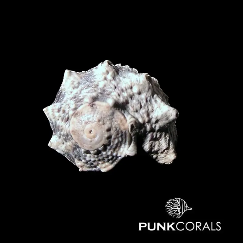 Lunella coronata Kronenturbanschnecke