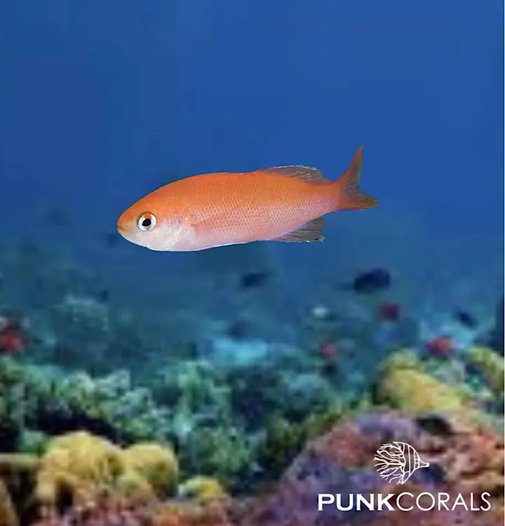 Luzonichthys waitei Zierlicher Fahnenbarsch