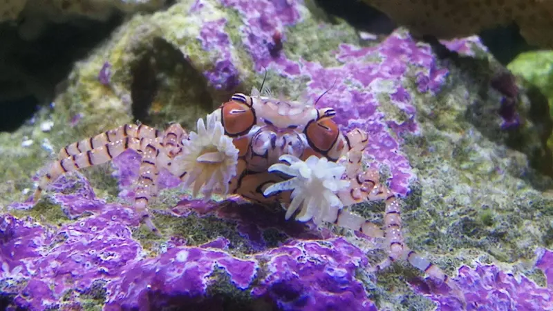 Lybia tessellata – Boxerkrabbe