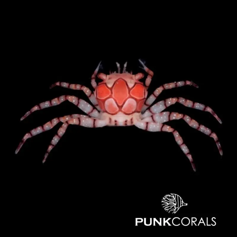 Lybia tessellata Boxerkrabbe