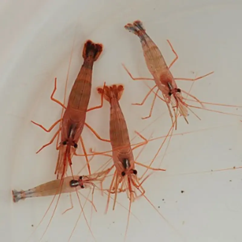 Lysmata wurdemanni
