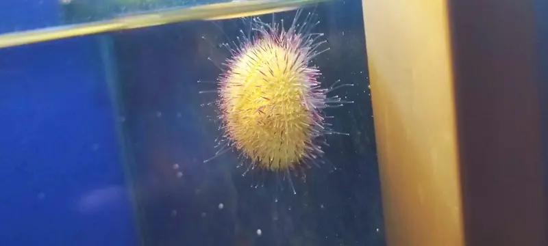 Lytechinus variegatus - Seeigel Weiß Lila