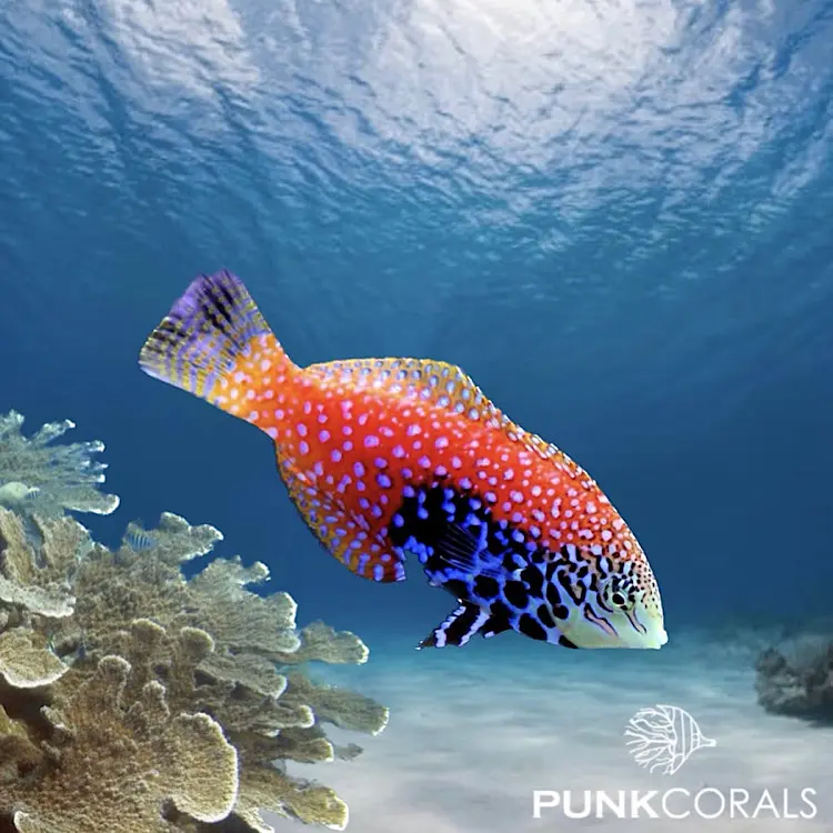 Macropharyngodon bipartitus Leopardjunker