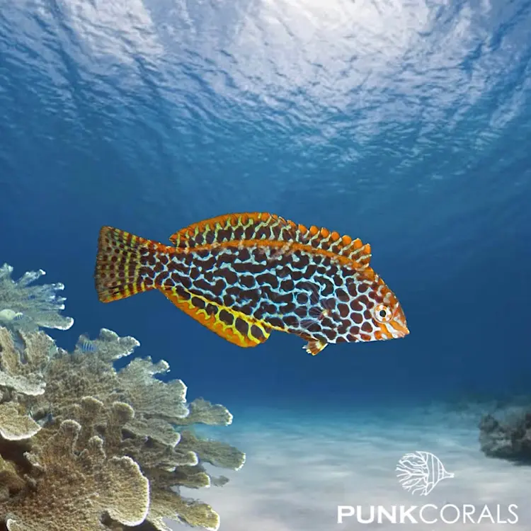 Macropharyngodon meleagris Leopardjunker