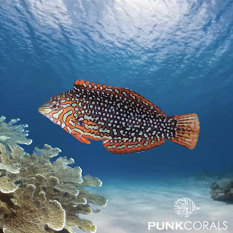 Macropharyngodon ornatus Leopardjunker