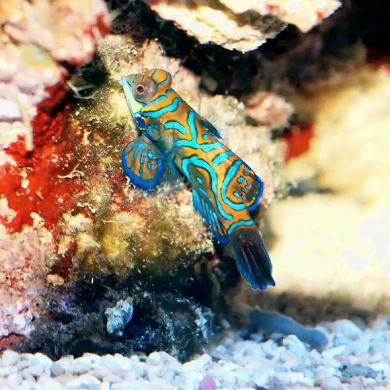 Mandarinfisch (Synchiropus splendidus)