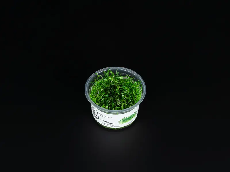 Marsilea crenata / Marsilea minuta