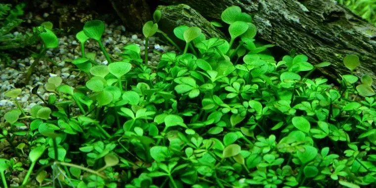 Marsilea species - In Vitro Cup