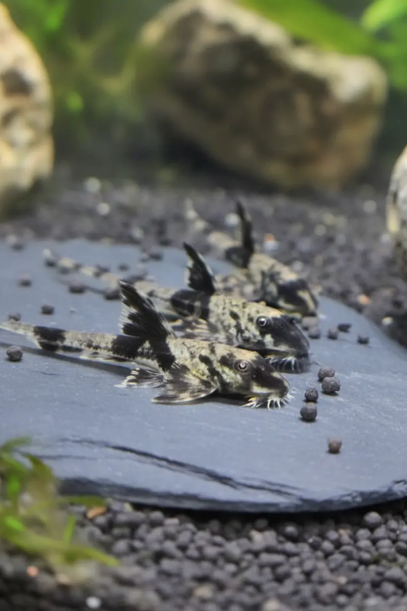 Maulbrütender Hexenwels – *Loricaria simillima*
