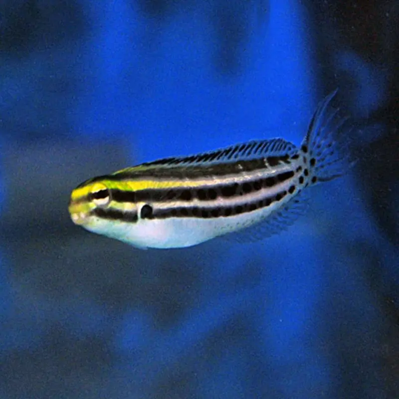 Meiacanthus grammistes (Zebra Schleimfisch) - Nachzucht
