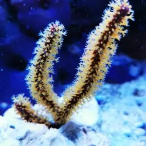 Menella sp. – Gelbe Gorgonie