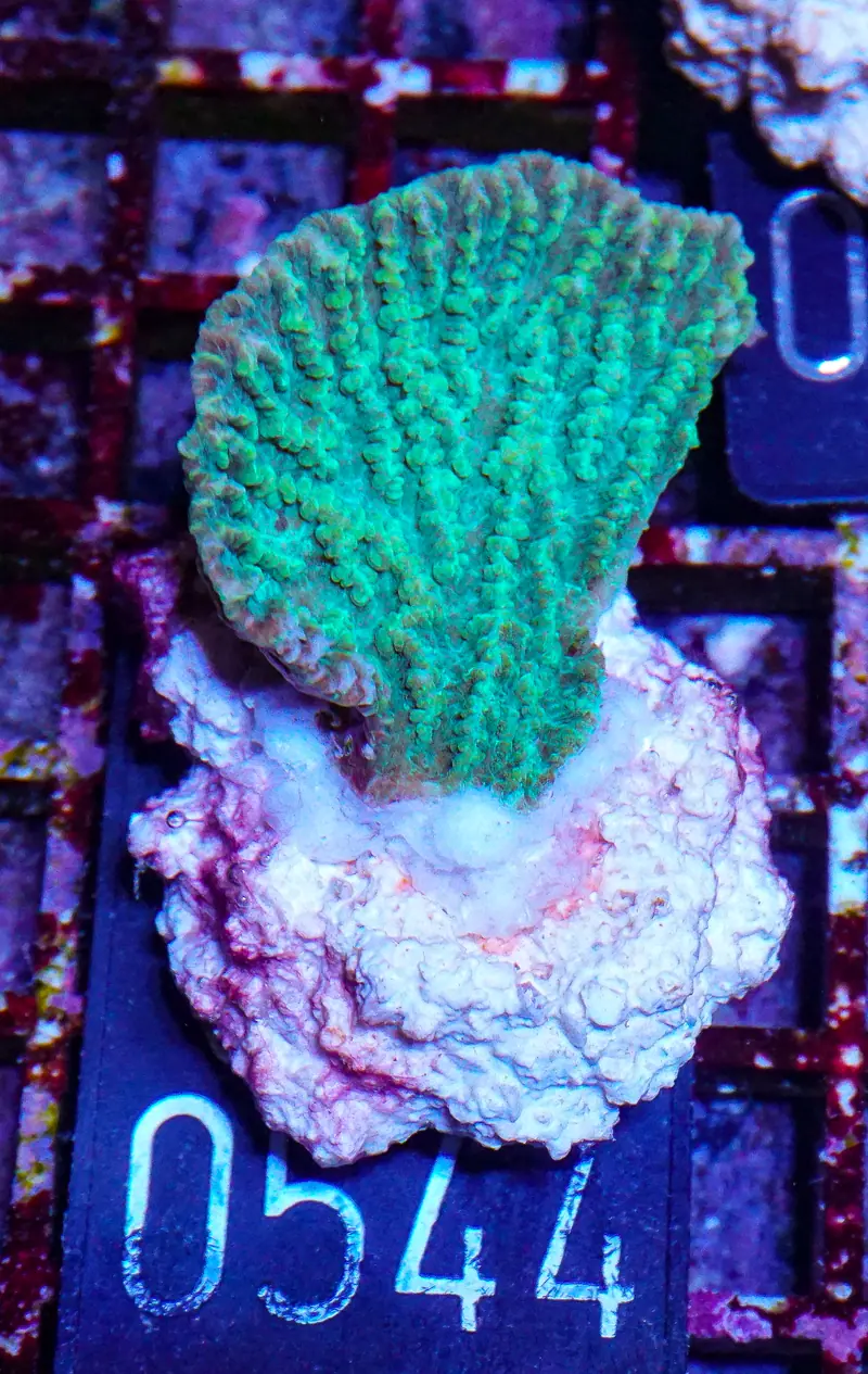 Merulina ampliata