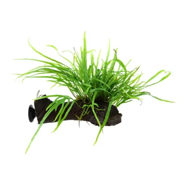 Microsorum pteropus 'Trident' auf Holz mit Saugnapf