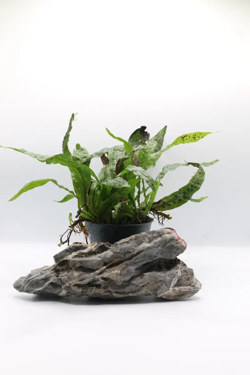 Microsorum pteroups ´Green Gnome´