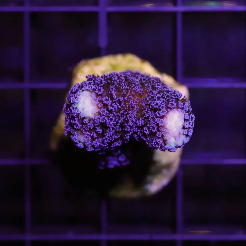 Milka-Koralle S – Stylophora pistillata