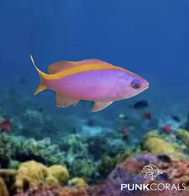 Mirolabrichthys evansi Gelbrücken-Fahnenbarsch