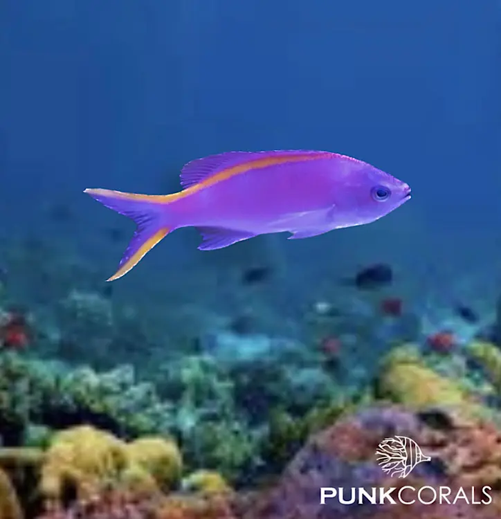 Mirolabrichthys tuka Tuka-Fahnenbarsch