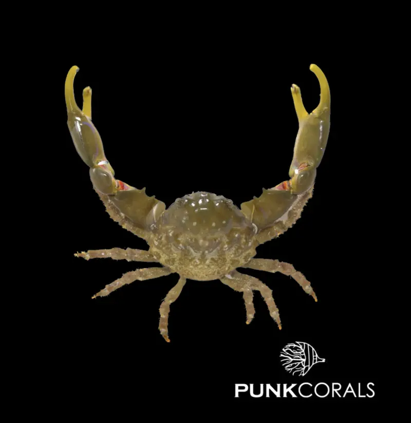 Mithraculus sculptus Grüne Dreieckskrabbe