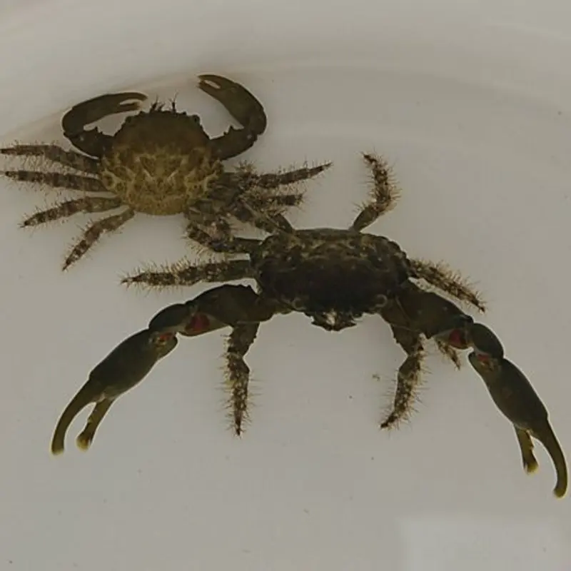 Mithrax Krabbe - Spinnenkrabbe