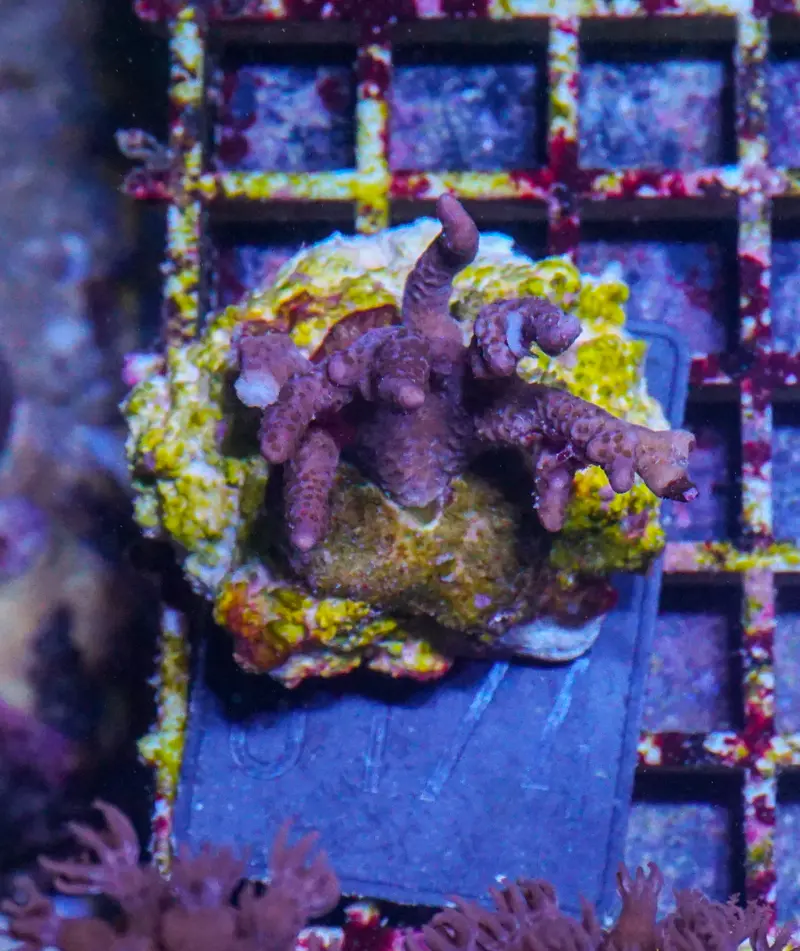 Montipora altasepta "digitata" lila