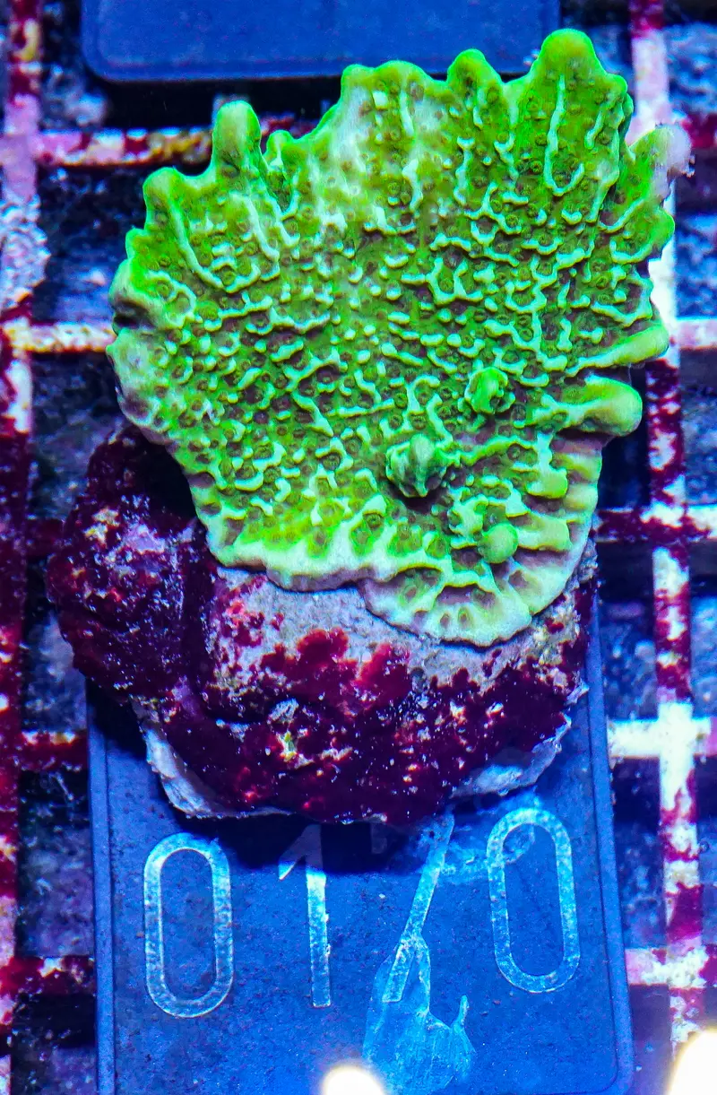 Montipora confusa