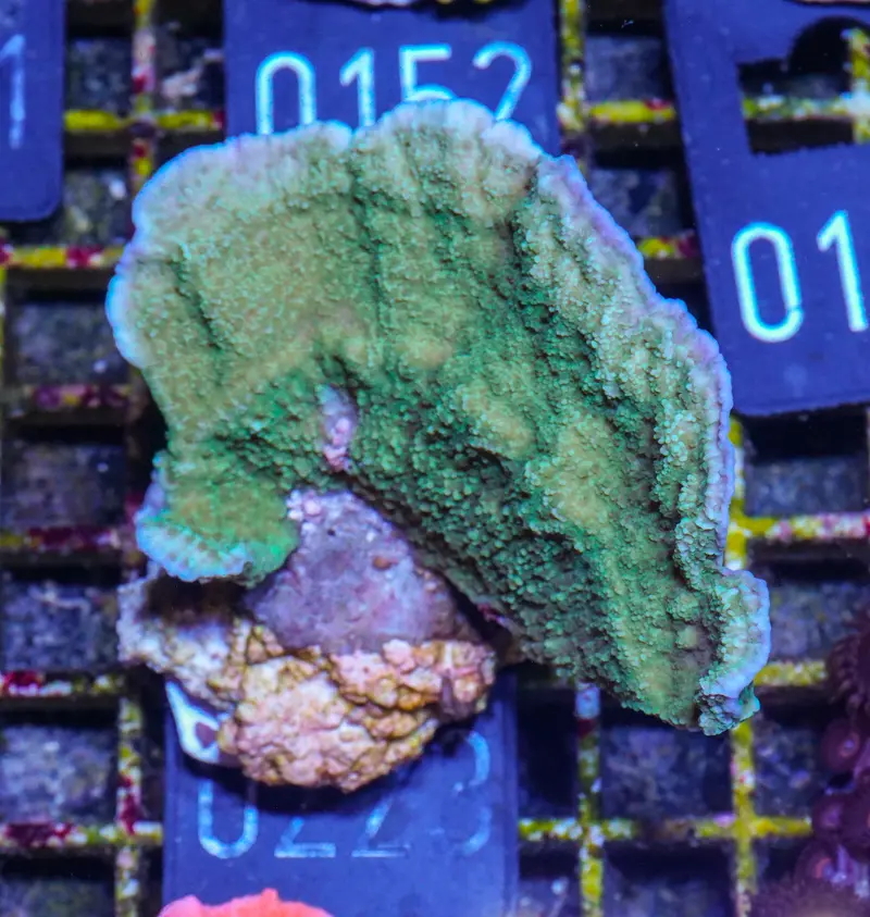 Montipora delicatula