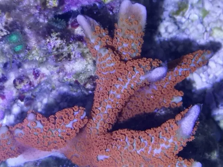 Montipora digitata - Rote Fingerkoralle