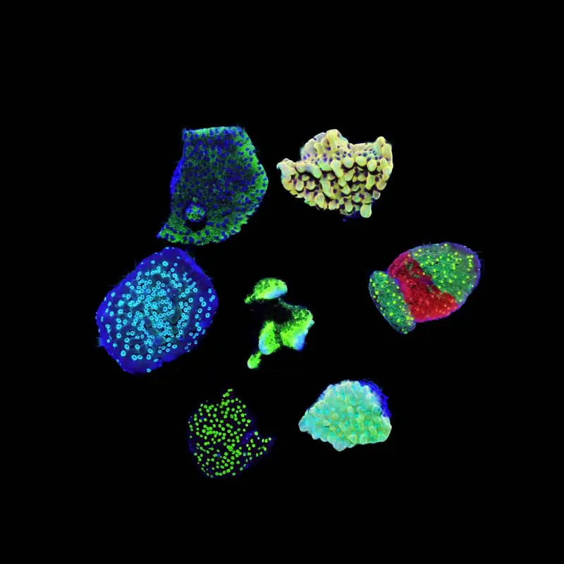 Montipora exklusiv Spar-Paket