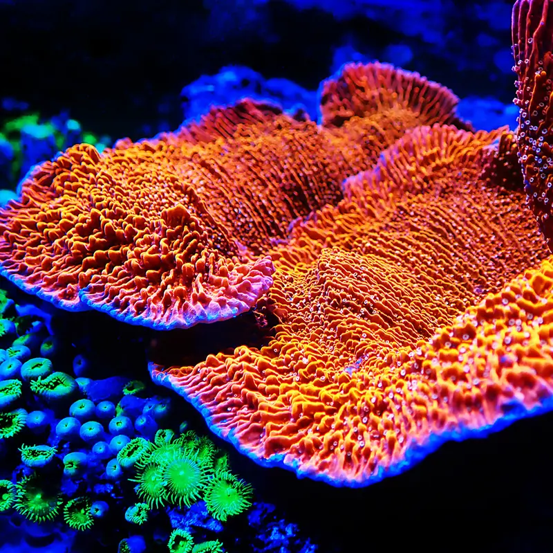 Montipora foliosa - Red Monti - Platte