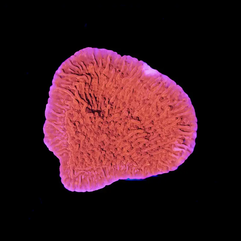 Montipora Foliosa Rot S