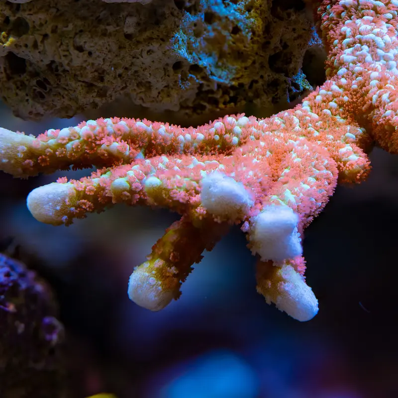 Montipora Forestfire
