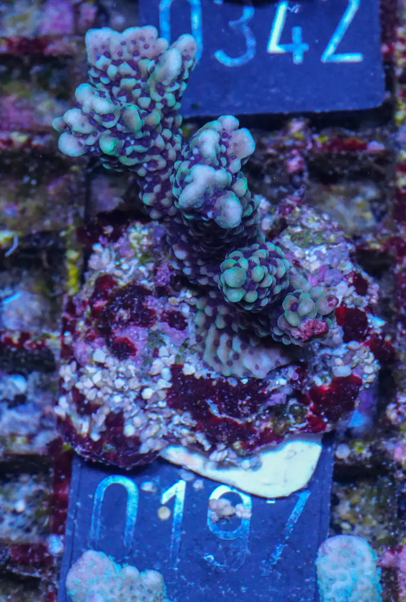 Montipora verrucosa