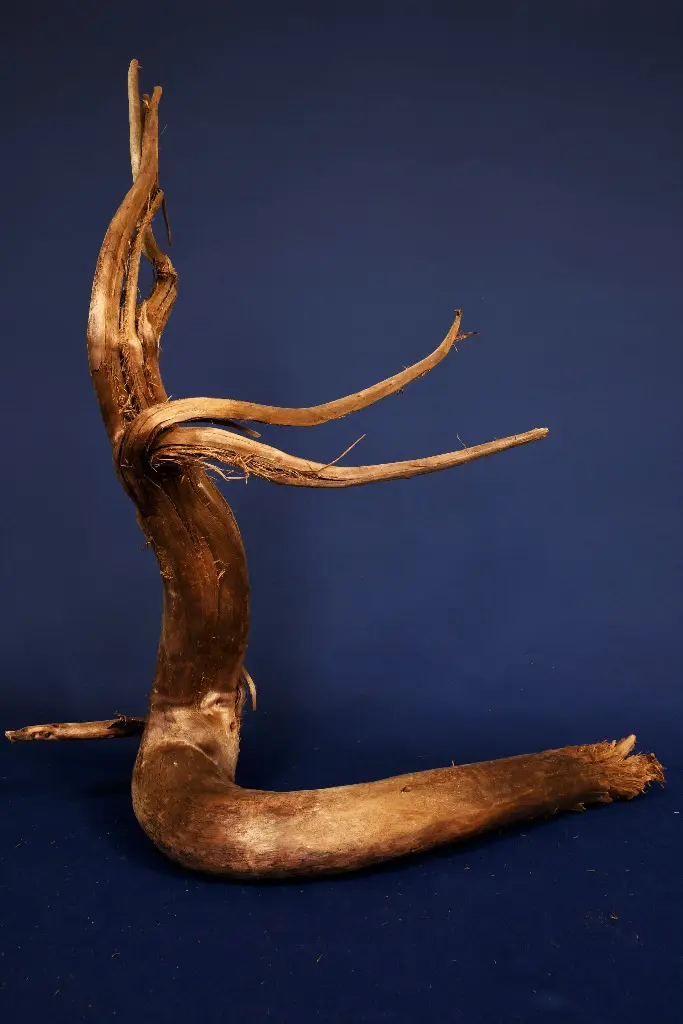 Moorkienwurzel, echtes Moorkienholz, Größe "L", Klassisch  M405