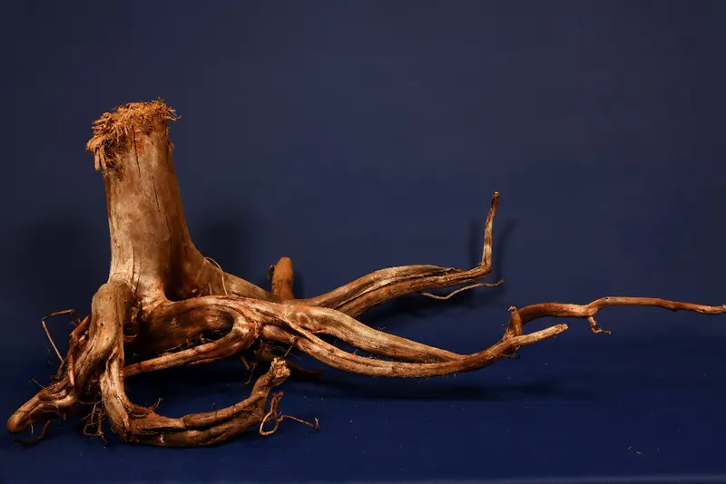 Moorkienwurzel, echtes Moorkienholz, Größe "XL", Exklusiv - M474