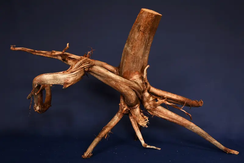 Moorkienwurzel, echtes Moorkienholz, Größe "XL", Premium - M399