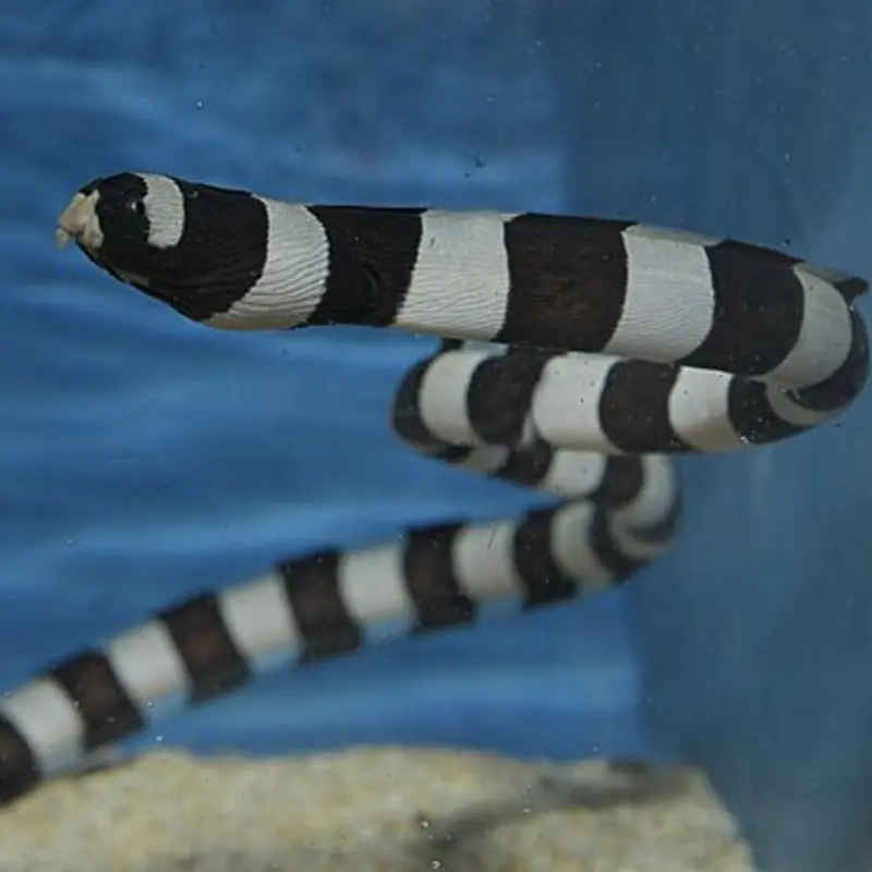 Myrichthys colubrinus - geringelter Schlangenaal