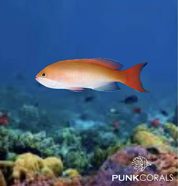 Nemanthias bicolor Zweifarben-Fahnenbarsch