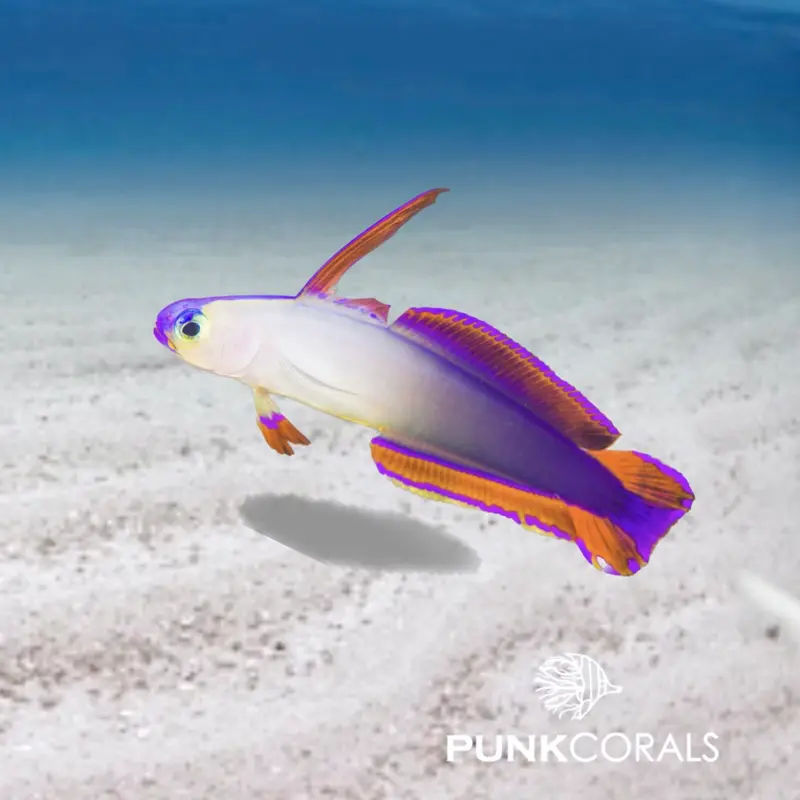 Nemateleotris decora Dekor-Schwertgrundel