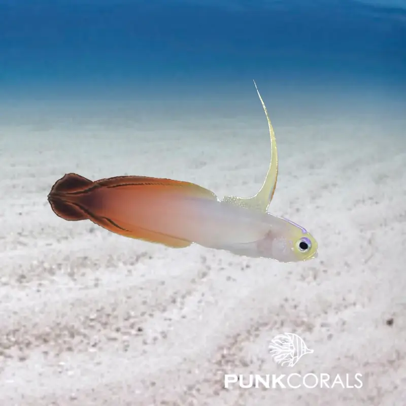 Nemateleotris magnifica Feuer-Schwertgrundel