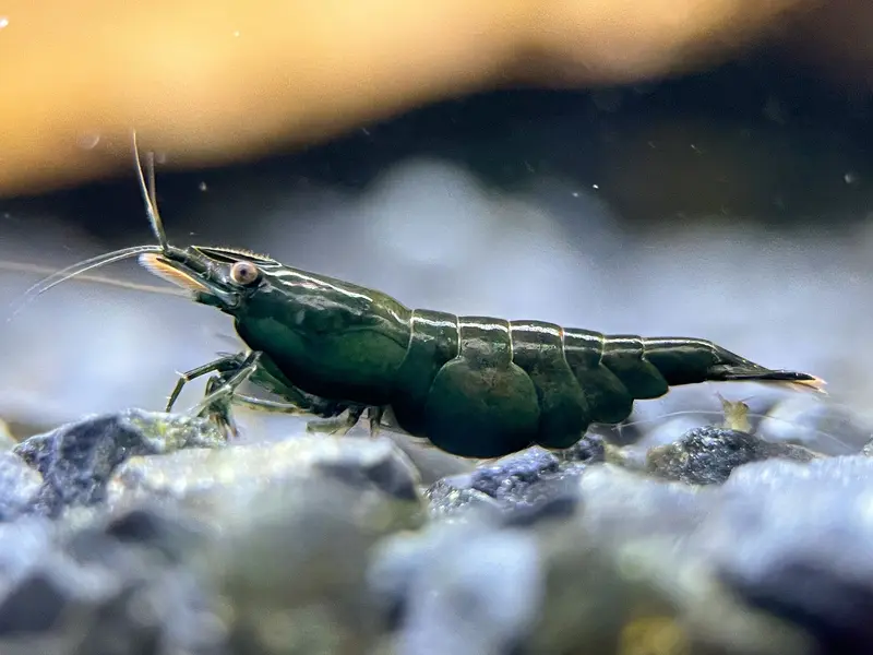 Neocaridina davidi "Dark Green Jade"