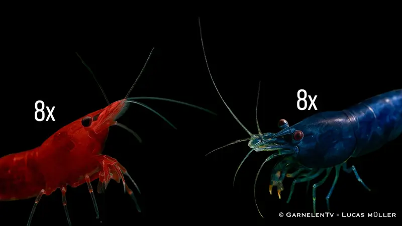 Neocaridina Garnelen Paket - Blau / Rot