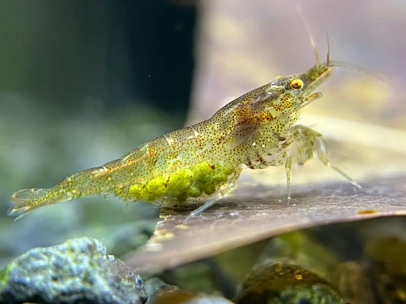 Neocaridina "Wildtyp OE"