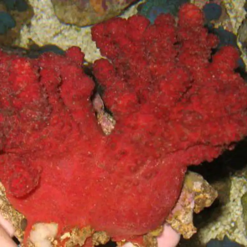 Nephthyiogorgia