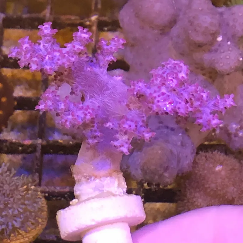 Nepthea - Pink Leuchtend