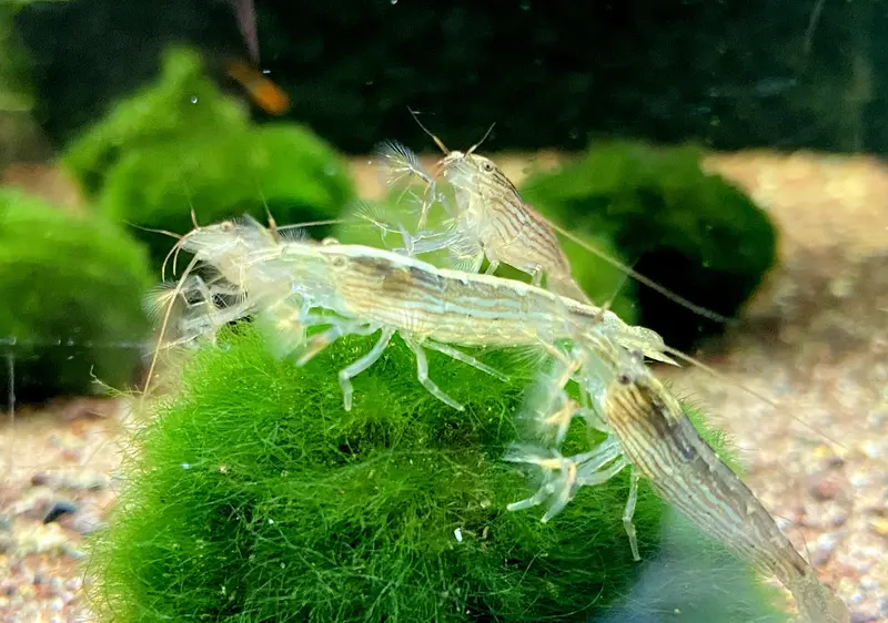 NEU - Molukkenfächergarnele - Atyopsis moluccensis