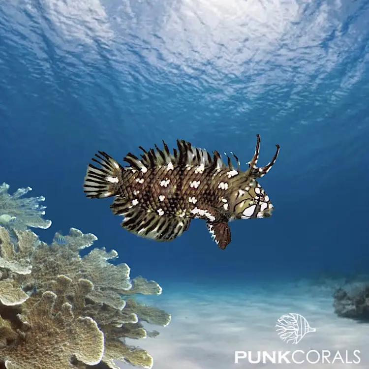 Novaculichthys taeniourus Bäumchen-Lippfisch